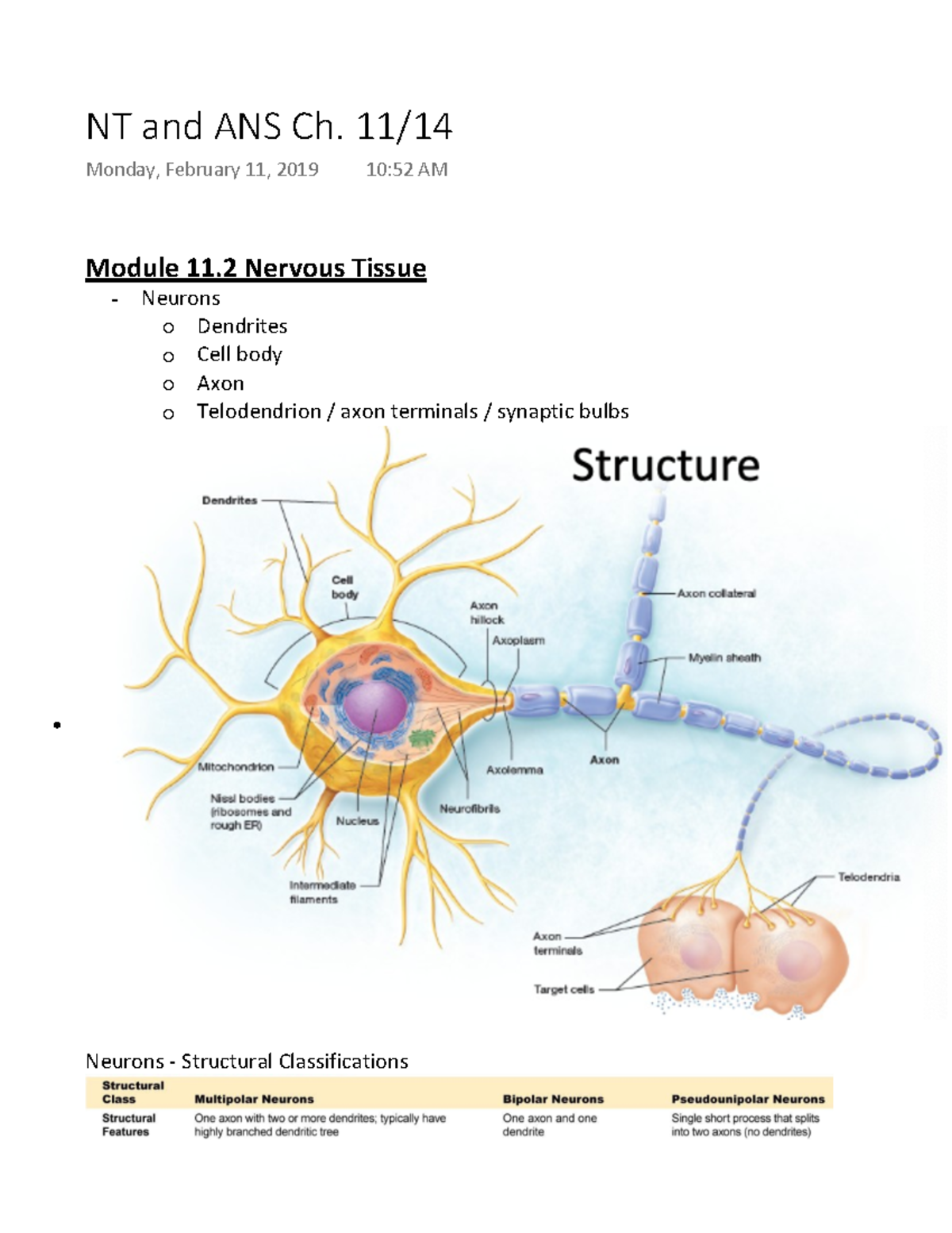 Nervous Tissue and Autonomic NS - NT and ANS Ch. 11/14 Monday, February ...