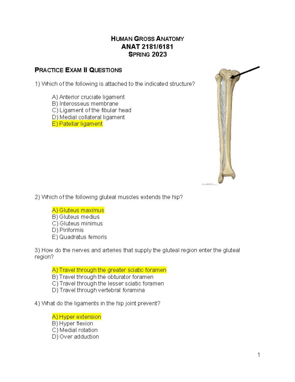 Lower Limb Practice Questions Human Gross Anatomy Anat 2181 Spring 2023 Practice Exam Ii 0484