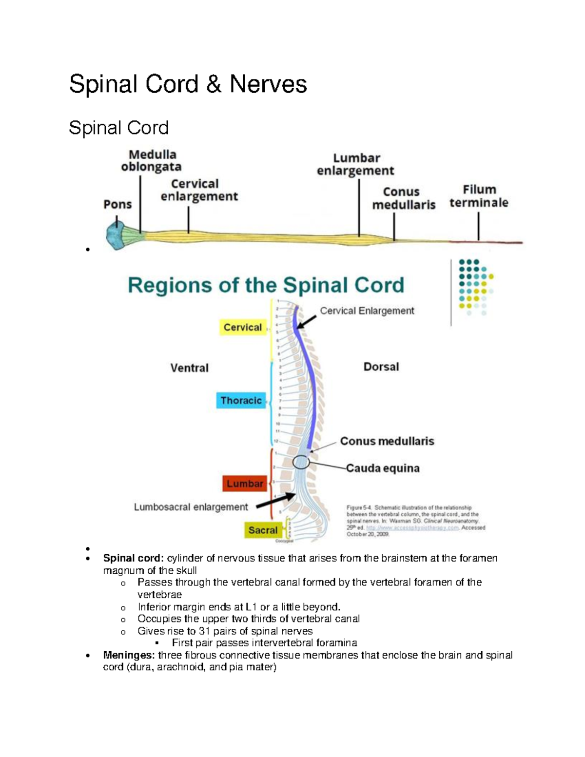 Lab Lecture 7 - Spinal Cord and Nerves and Eye - Spinal Cord & Nerves ...