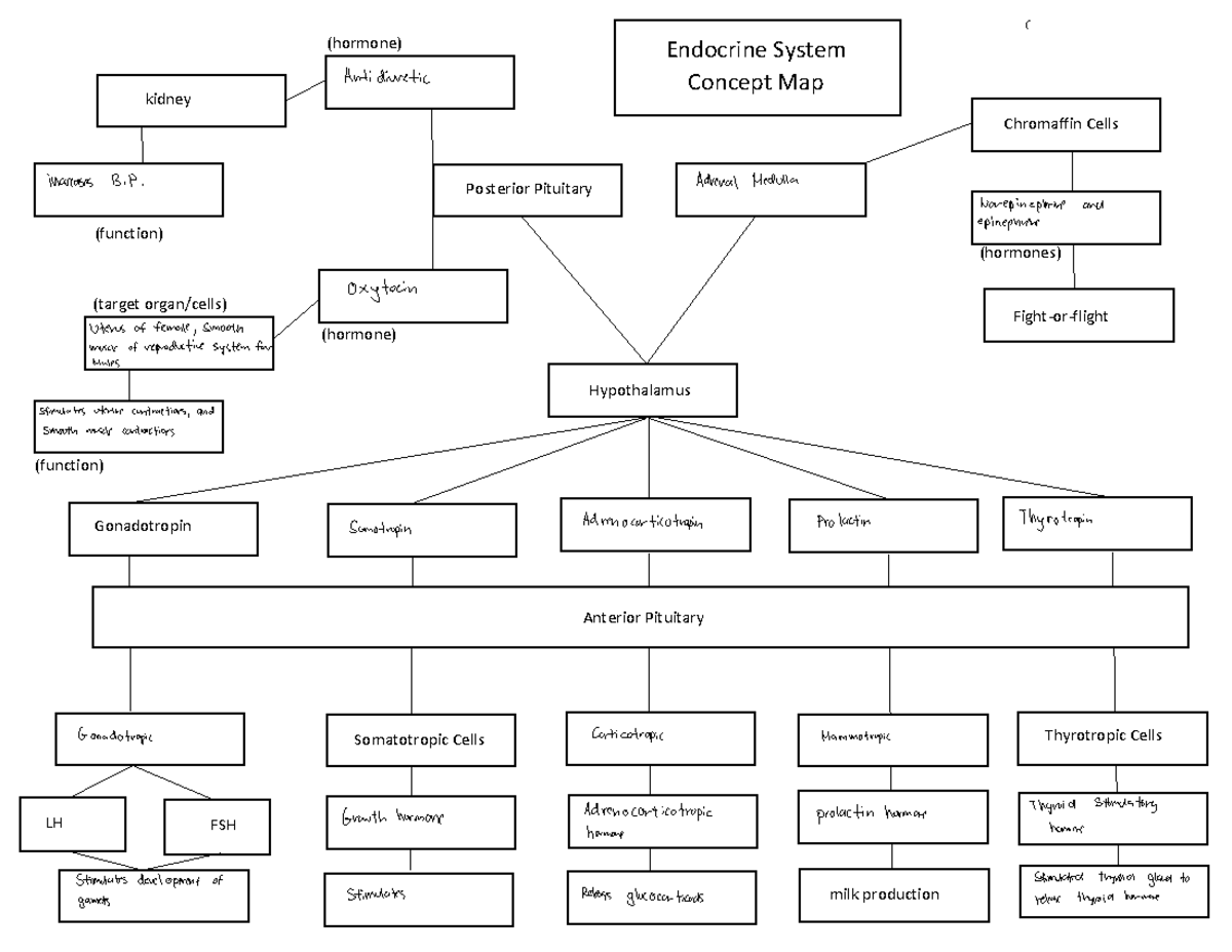 Endocrine Concept Map Hypothalamus Posterior Pituitary Anterior 