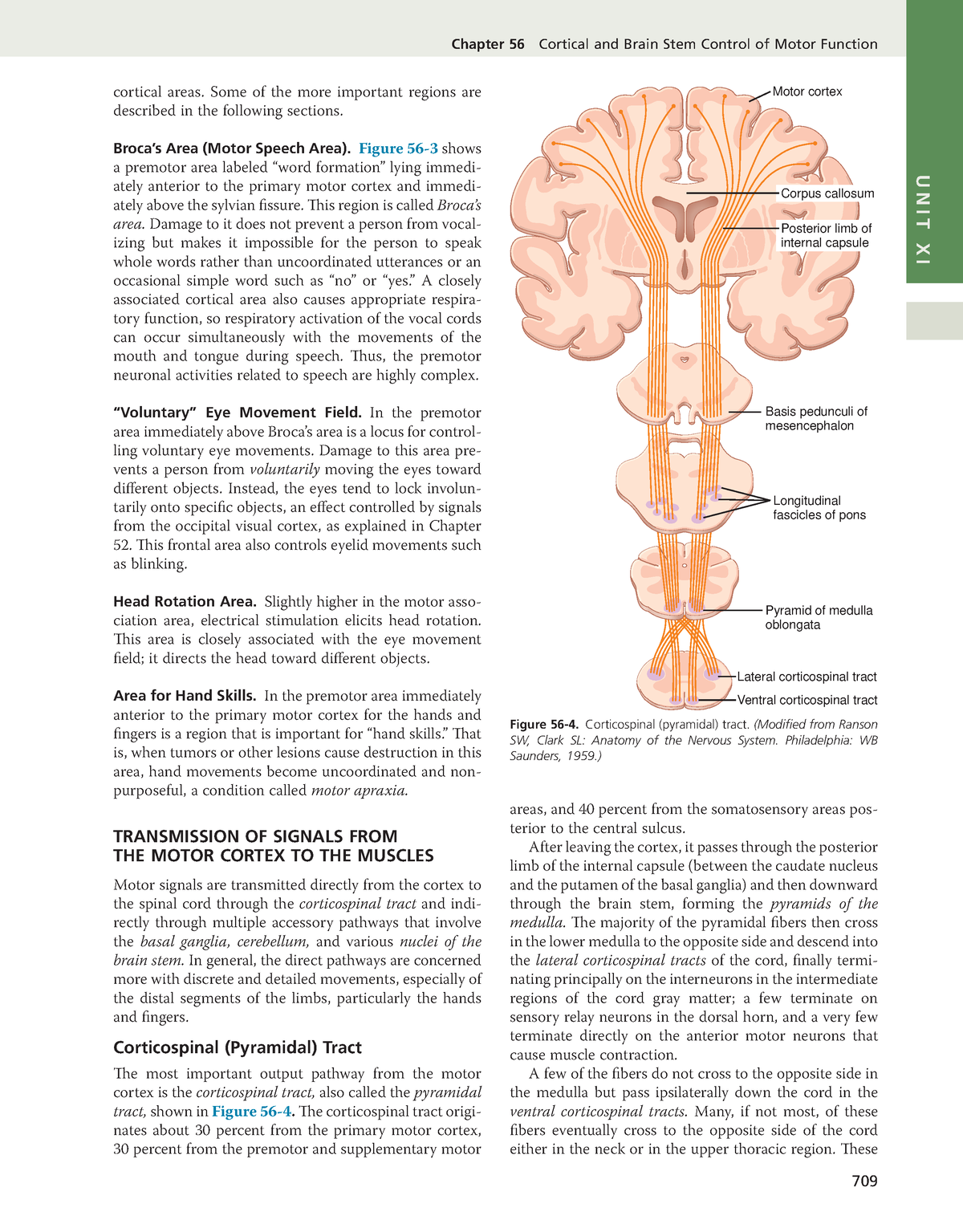 Guyton and hall medical physiology 13nbsped 224 - Chapter 56 Cortical ...