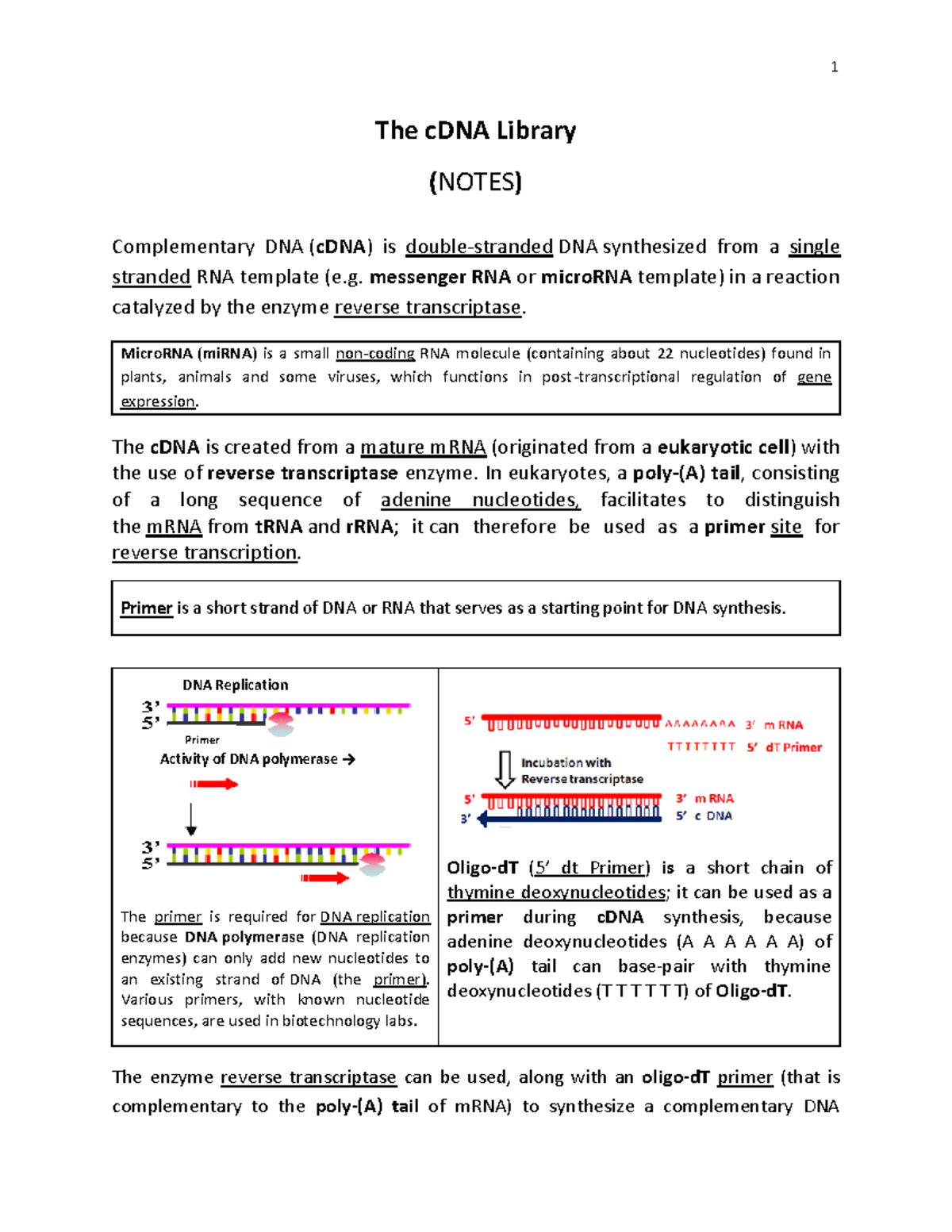 c DNA Library notes - The cDNA Library (NOTES) Complementary DNA (cDNA ...