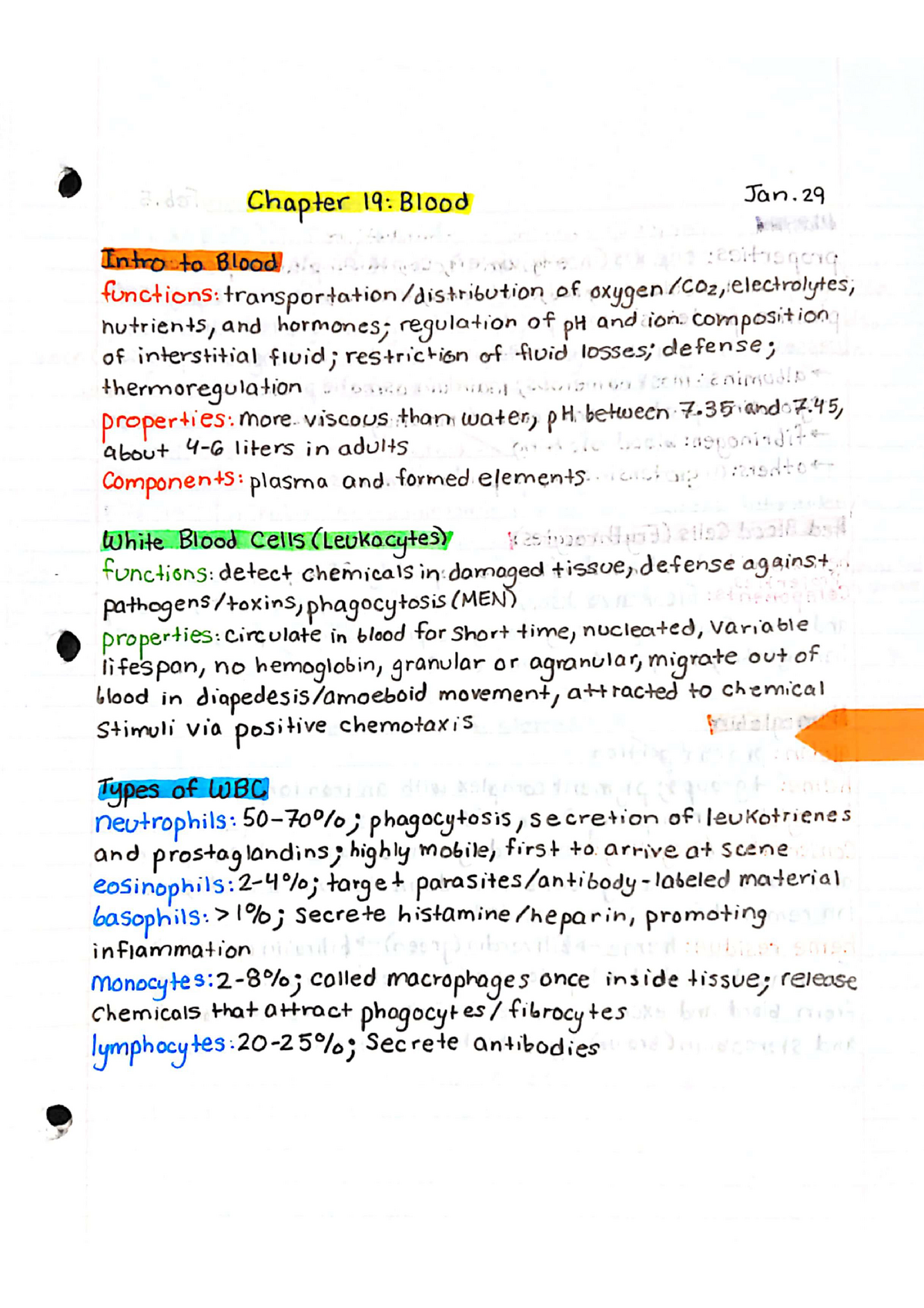 blood-vascular-system-anatomy-and-physiology-biol-200-studocu