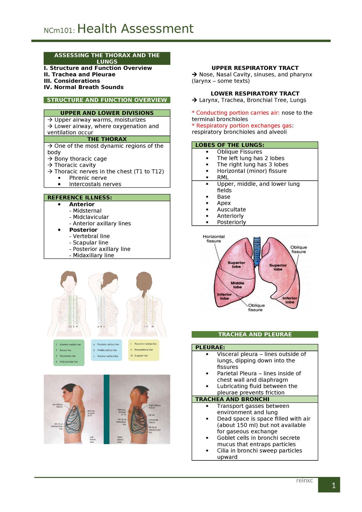 Assessing THE Thorax AND THE Lungs - 1 reinxc NCm101: Health Assessment ...