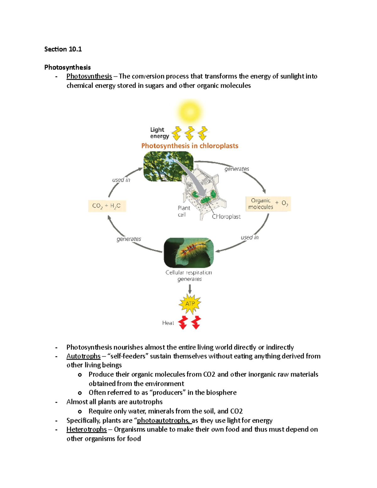 Biology I Chapter 10 - Professor Joni Balmgarden - Section 10 ...