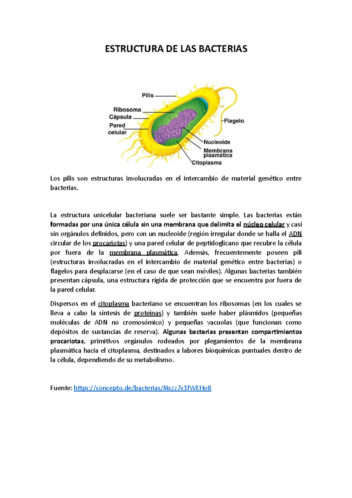 Estructura De Las Bacterias Estructura De Las Bacterias Los Pilis Son