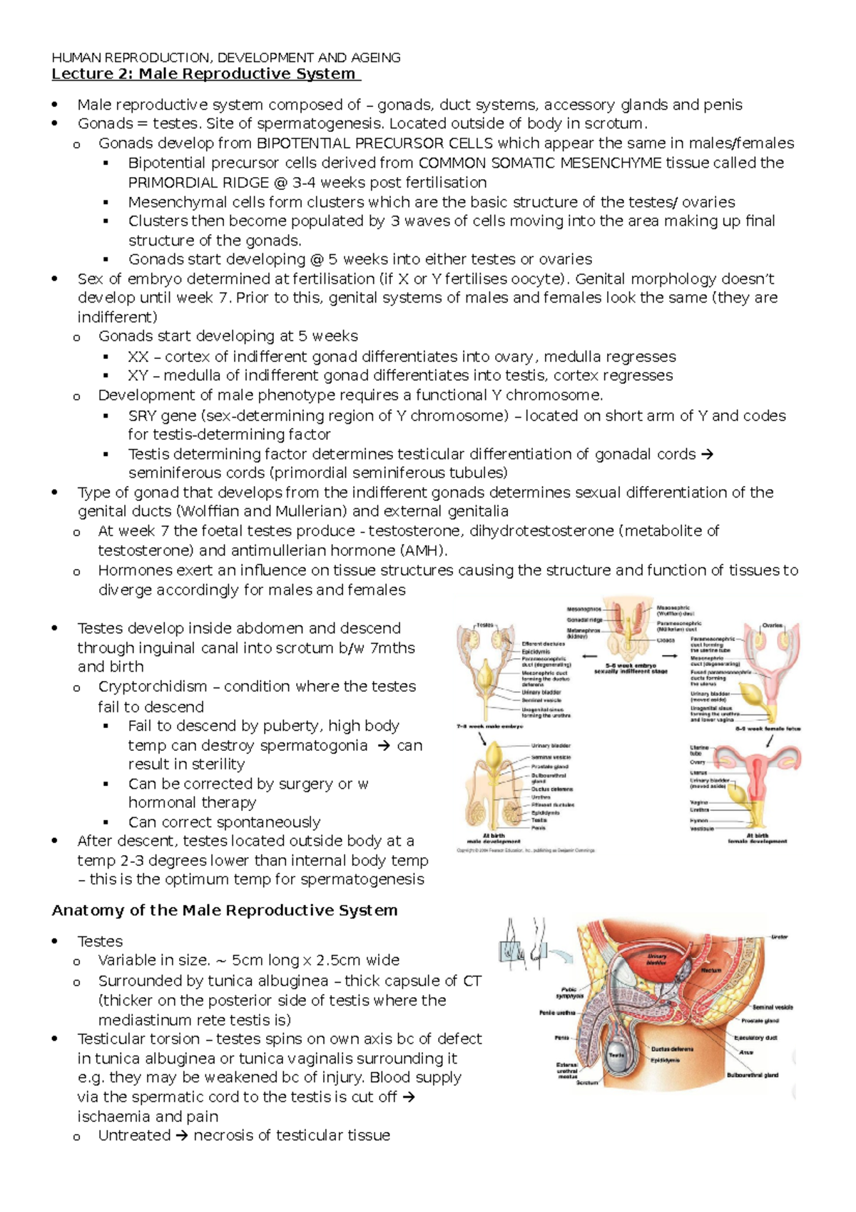 Lecture 2 - Repro - Lecture 2: Male Reproductive System Male ...