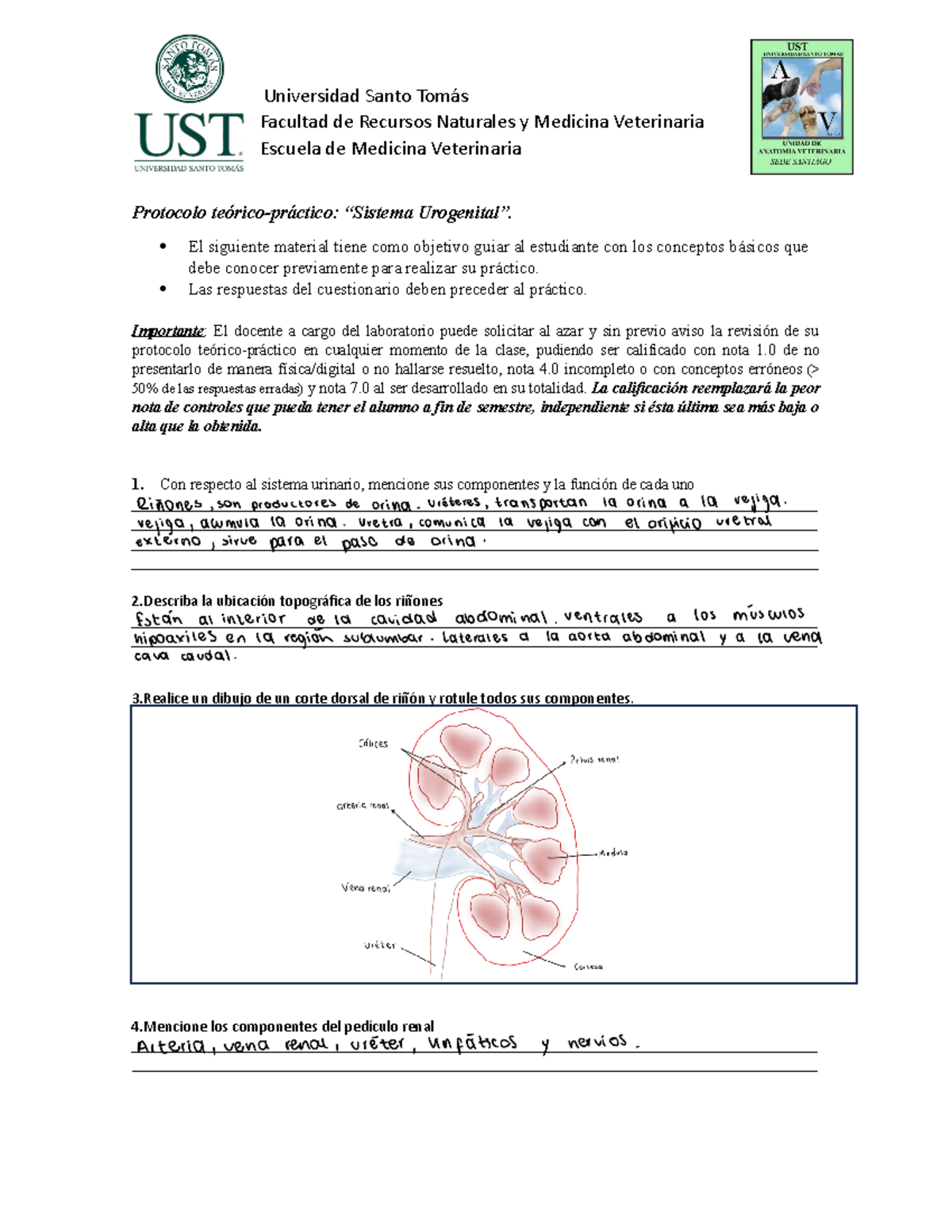 Guia anatomía urogenital del perro - 2 la ubicación topográfica de los ...