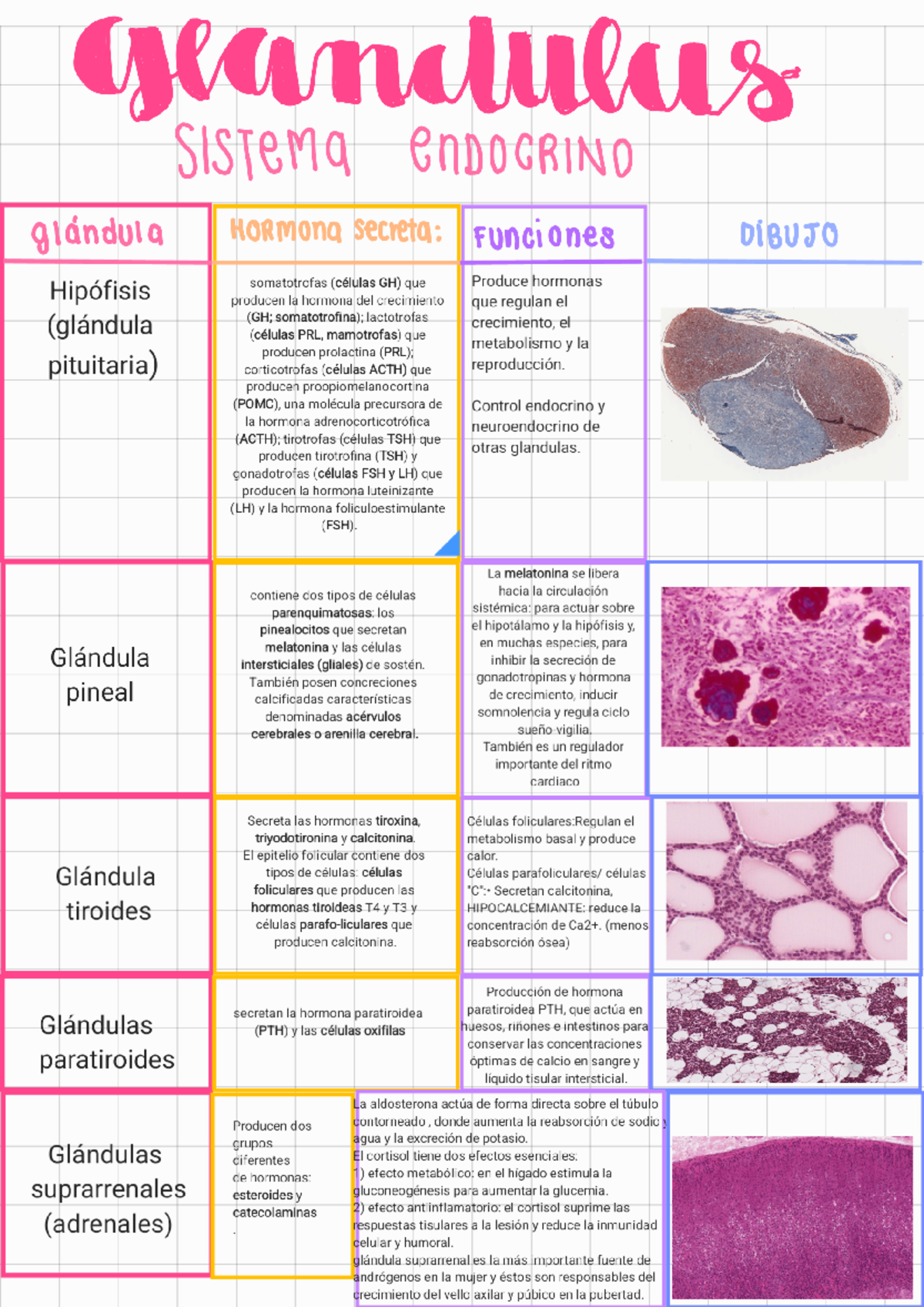 Glandulas endocrinas - Histología - Studocu