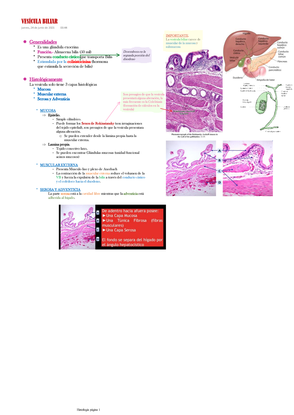 ampolla de vater histología