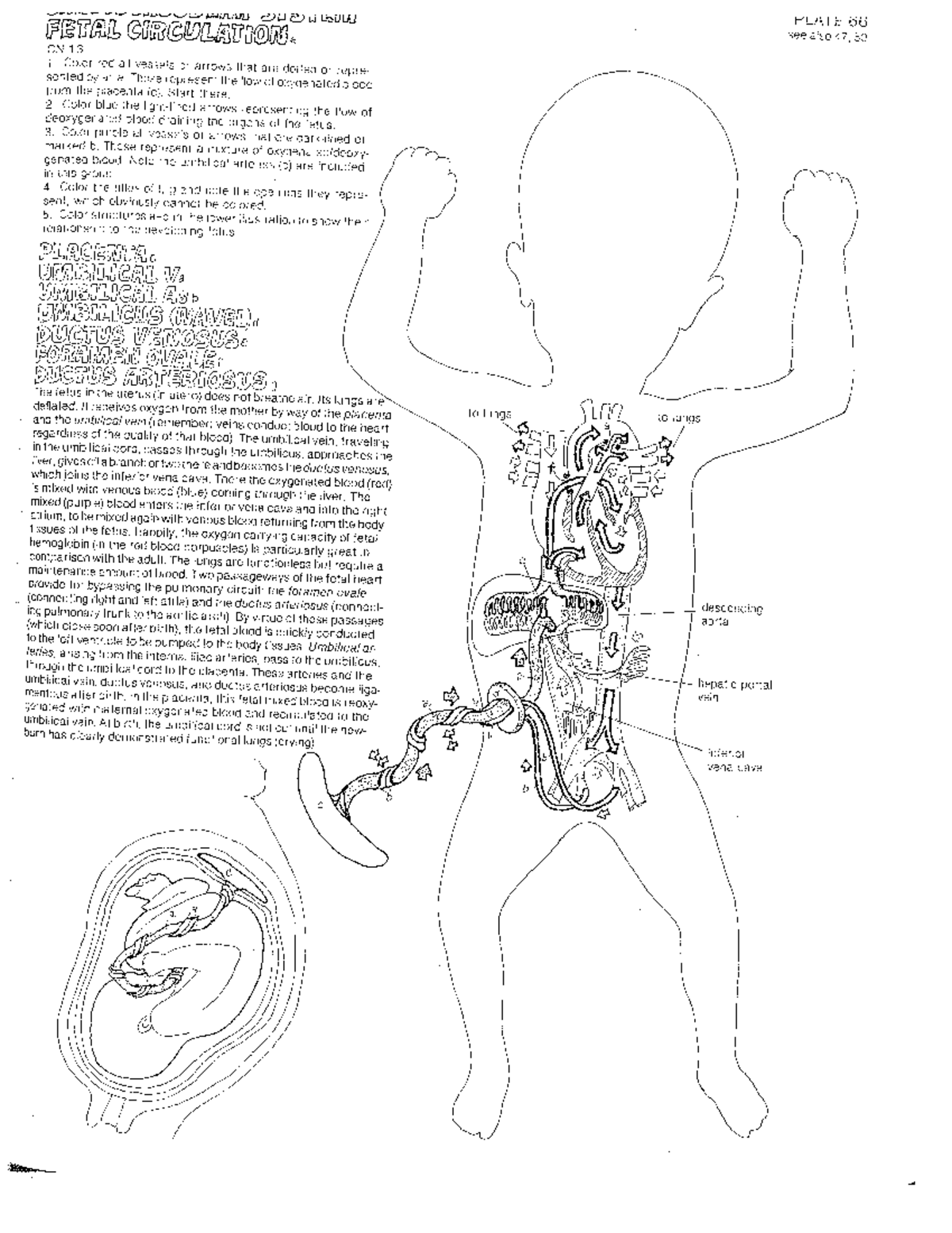 fact-25-fetal-circulation-what-are-the-cardio-pulmonary-changes