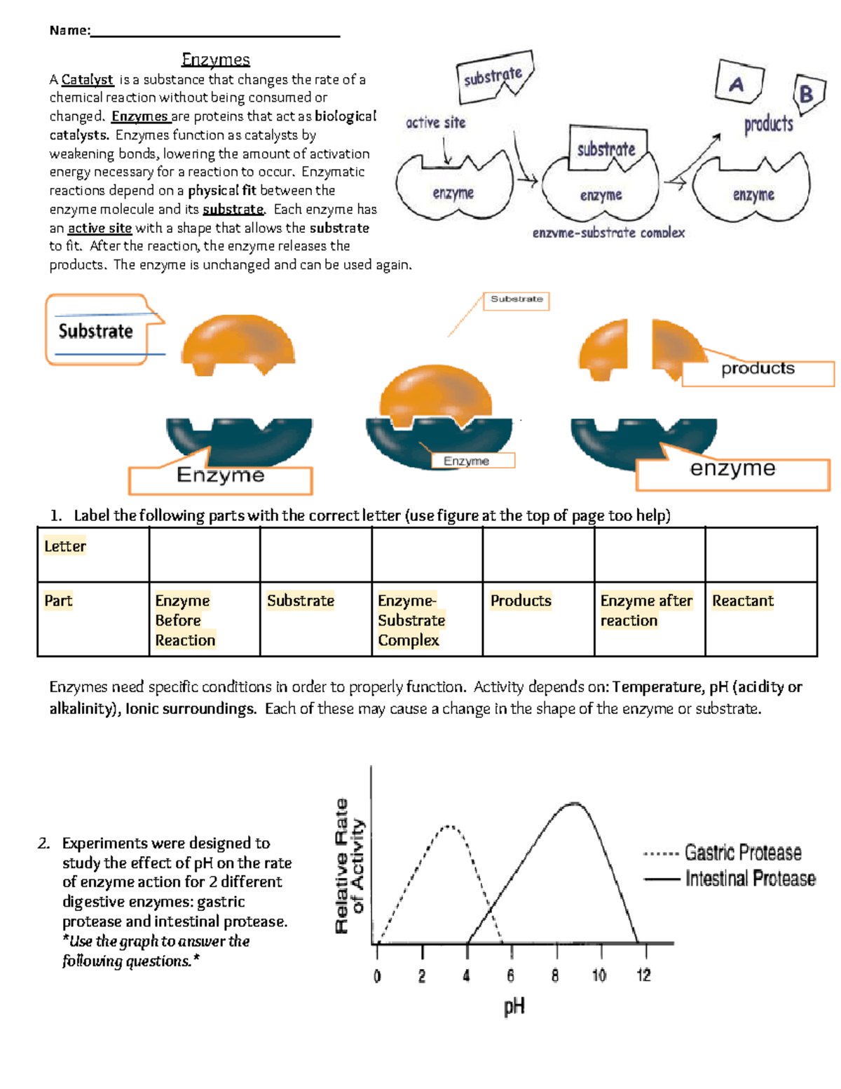 Copy Of Simple Enzyme Worksheet Name Enzymes A Catalyst Is A 