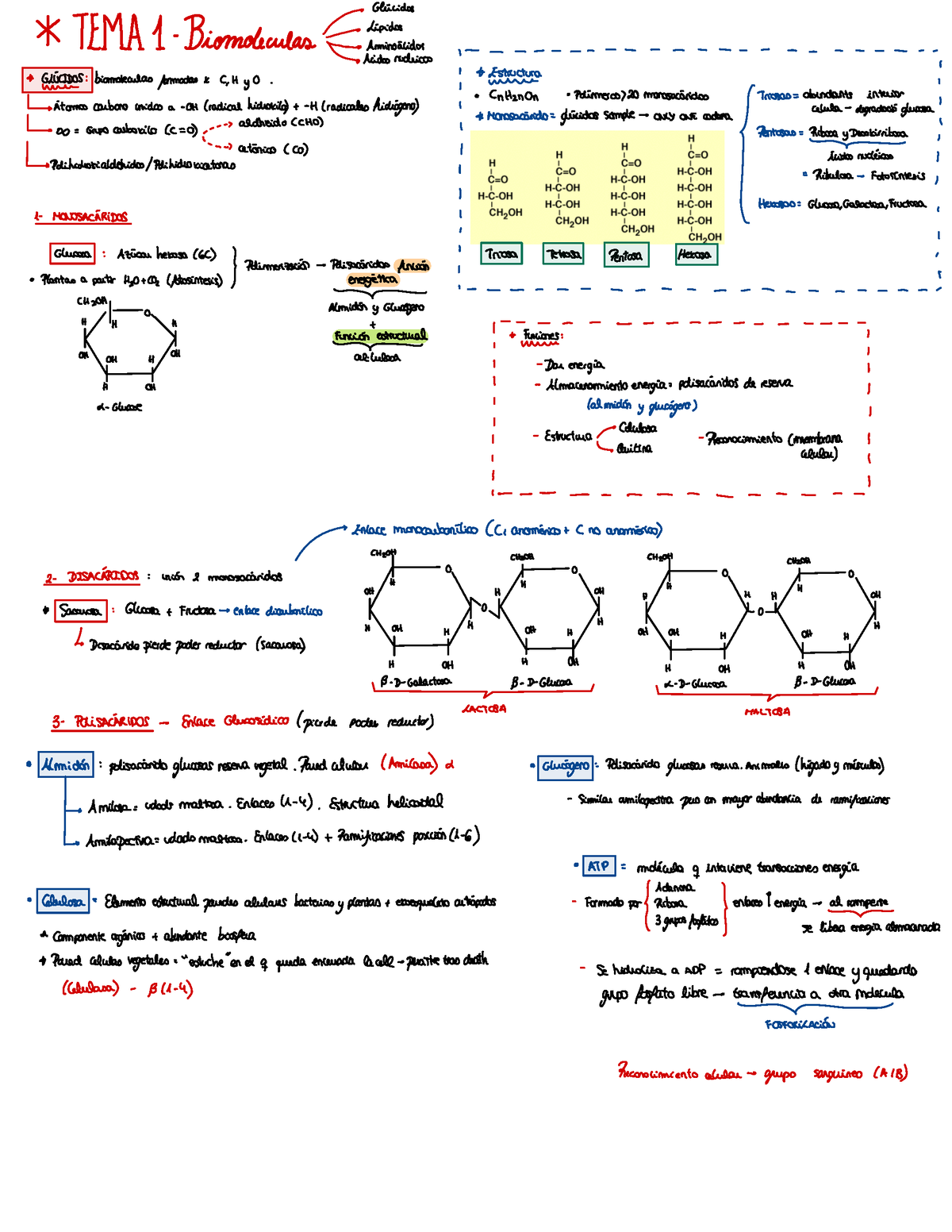 Tema Bio Parcial Gl Cidos Tema L Pidos Biomol Culas