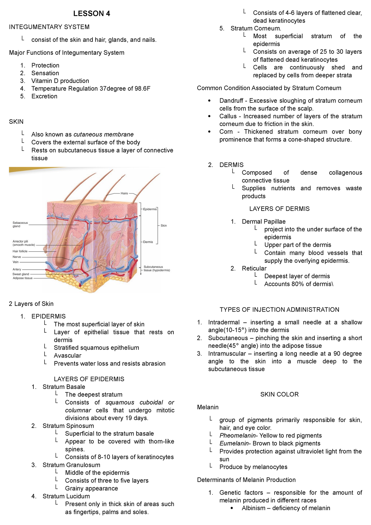 Anaphy Lesson 4 - Lesson 4 Integumentary System └ Consist Of The Skin 