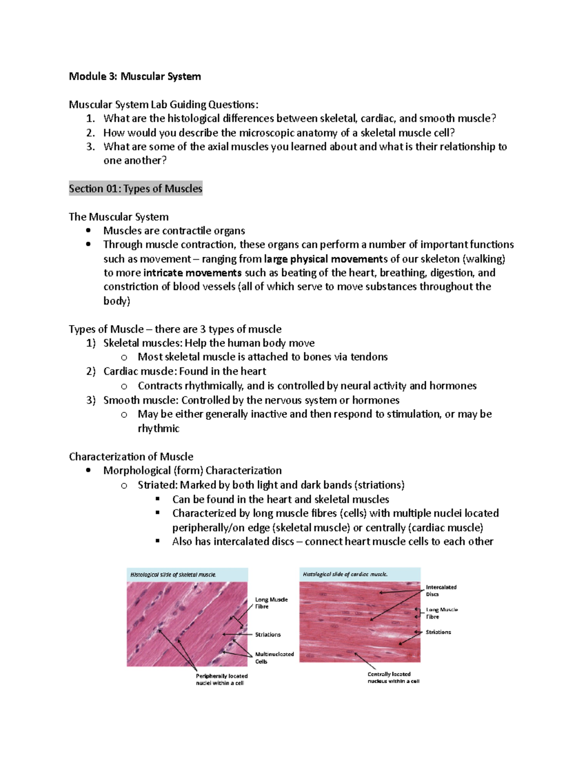 case study #3 muscular system