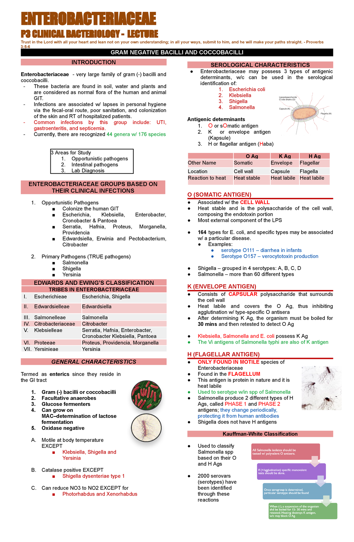 Enterobactericiae-transes-LONG - ENTEROBACTERIACEAE P3 CLINICAL ...