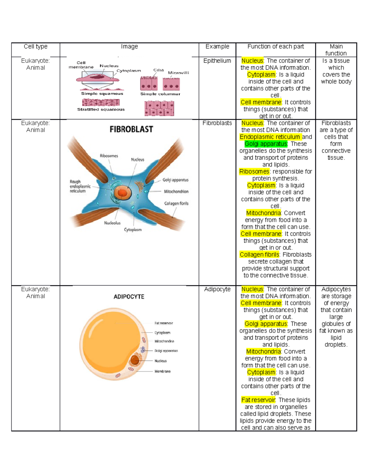 Cell types - tipos de celulas - Cell type Image Example Function of ...