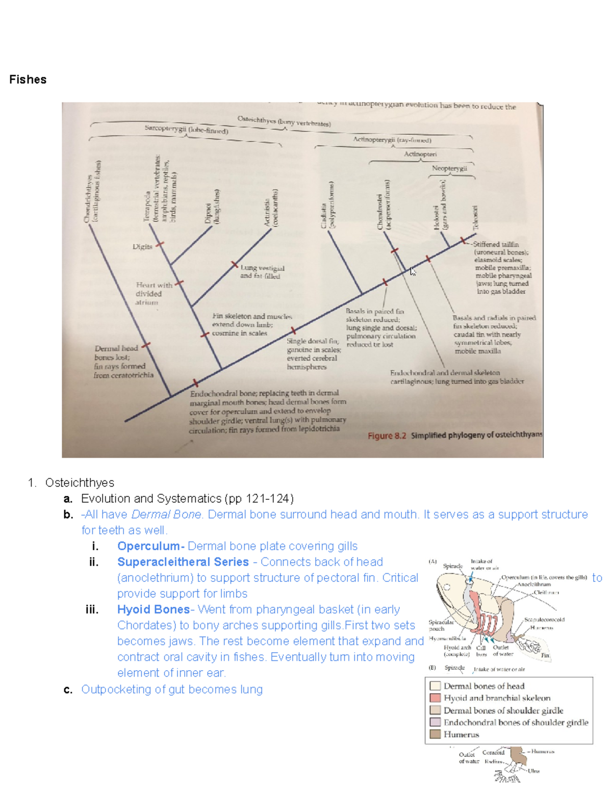 Zoology Exam 2 Study Guide Fishes 1. Osteichthyes a. Evolution and