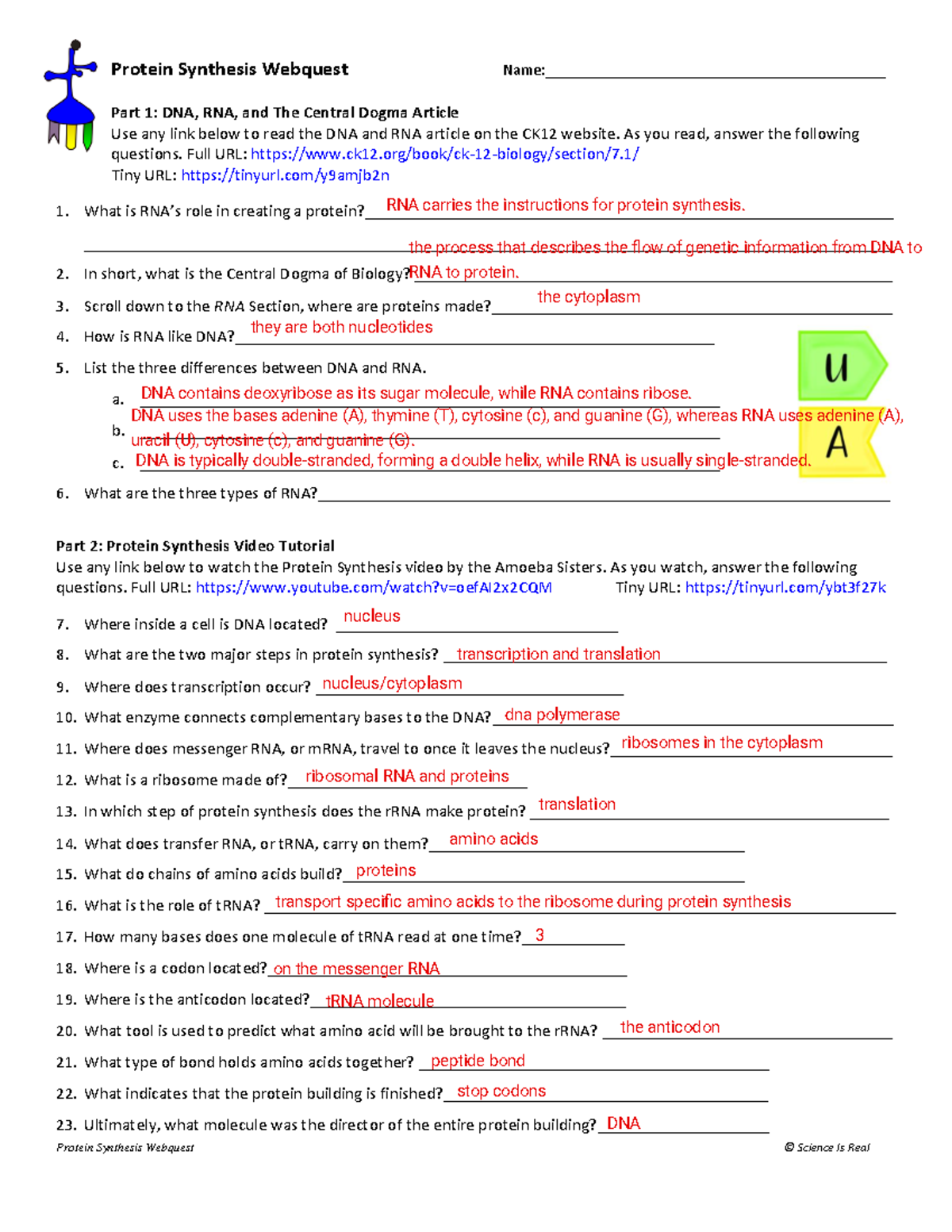 Mitosis webquest Protein Synthesis quest © Science Is Real Protein