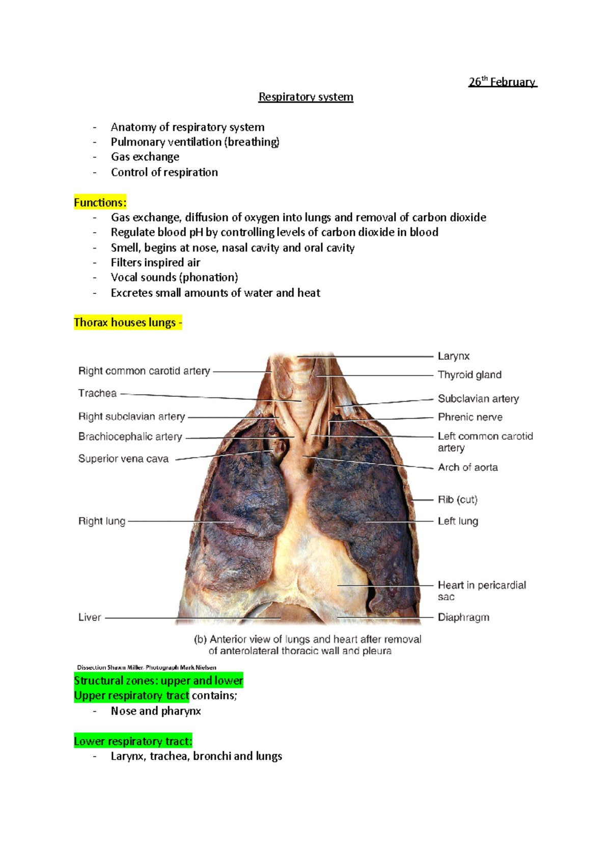 Respiratory System - 26th February - 26 Th February Respiratory System 