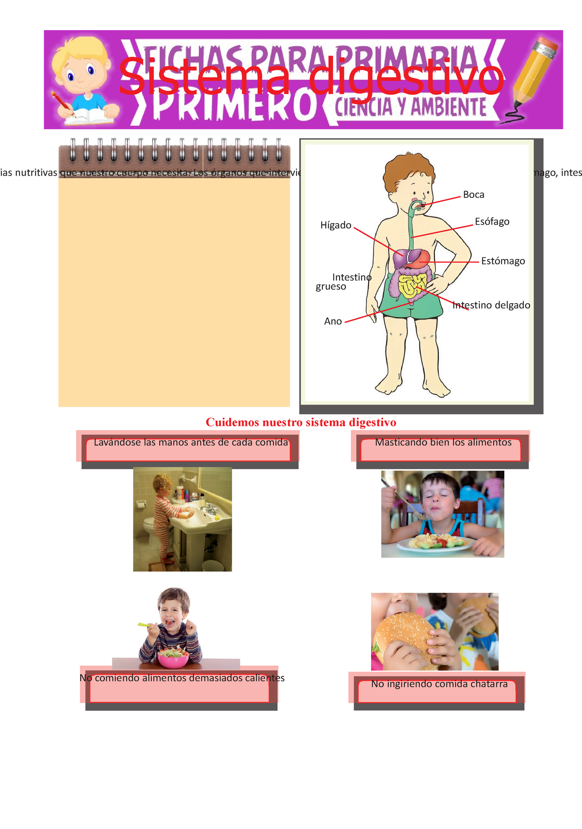 El-Sistema-Digestivo-para-Primero-de-Primaria (1) - Sistema Digestivo ...