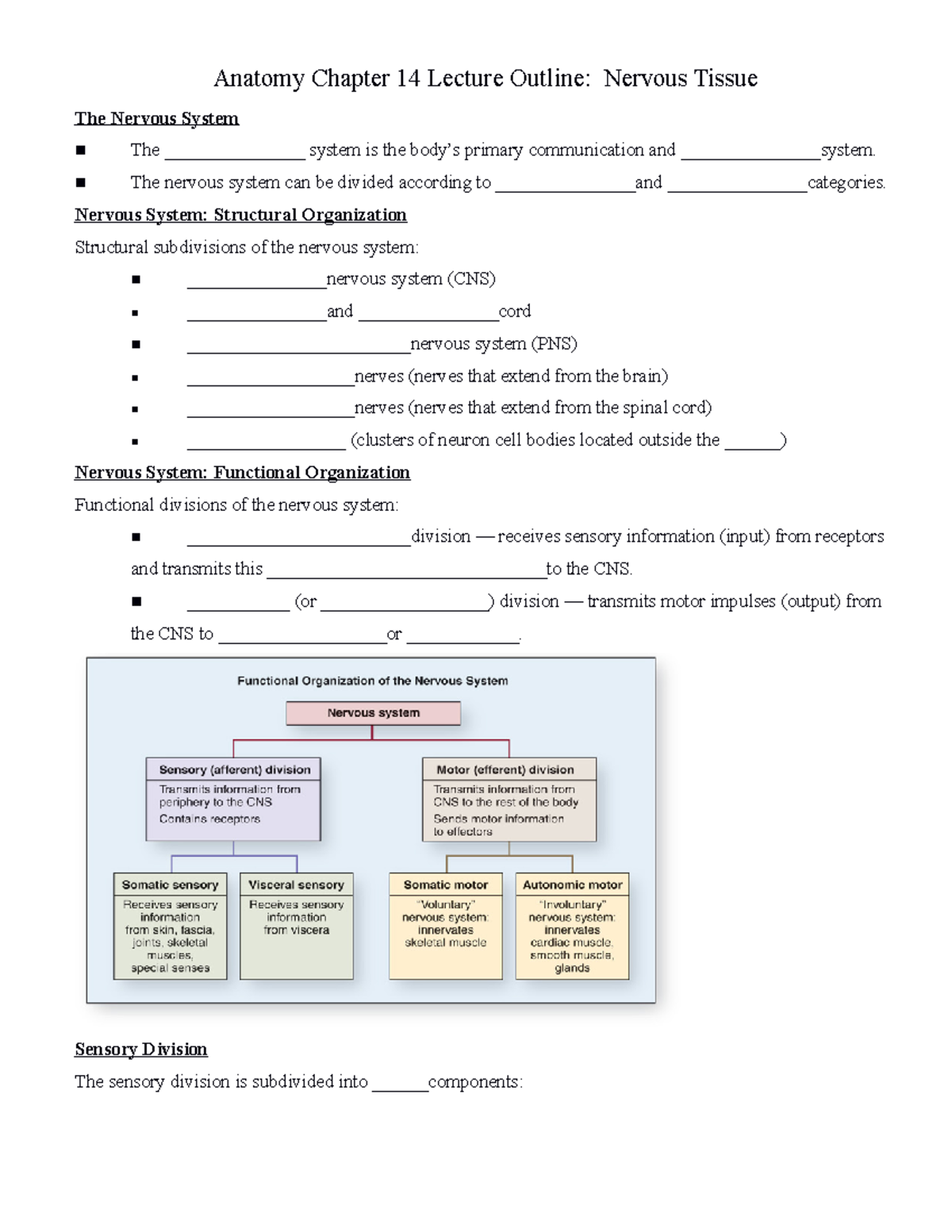 Chapter 14 notes anat mcknly nervous system - Anatomy Chapter 14 ...