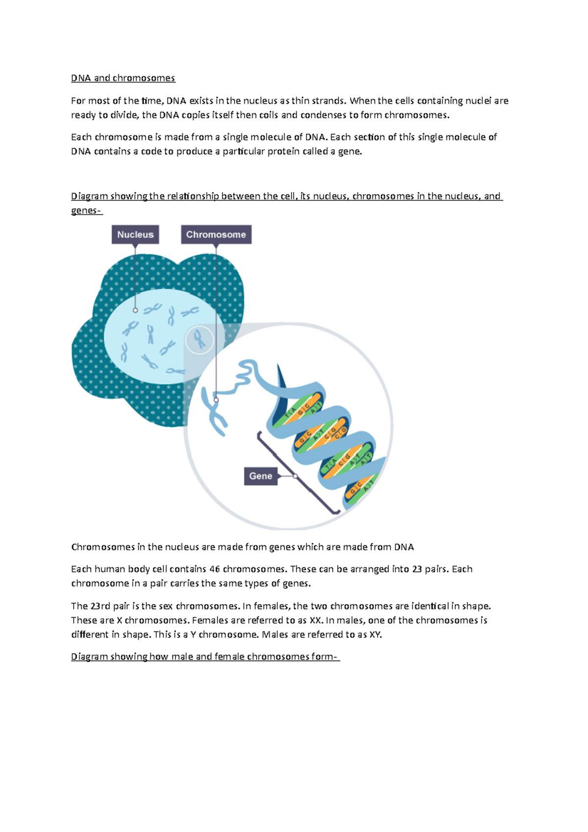 Cell division - Lecture notes 3-5 - DNA and chromosomes For most of the ...