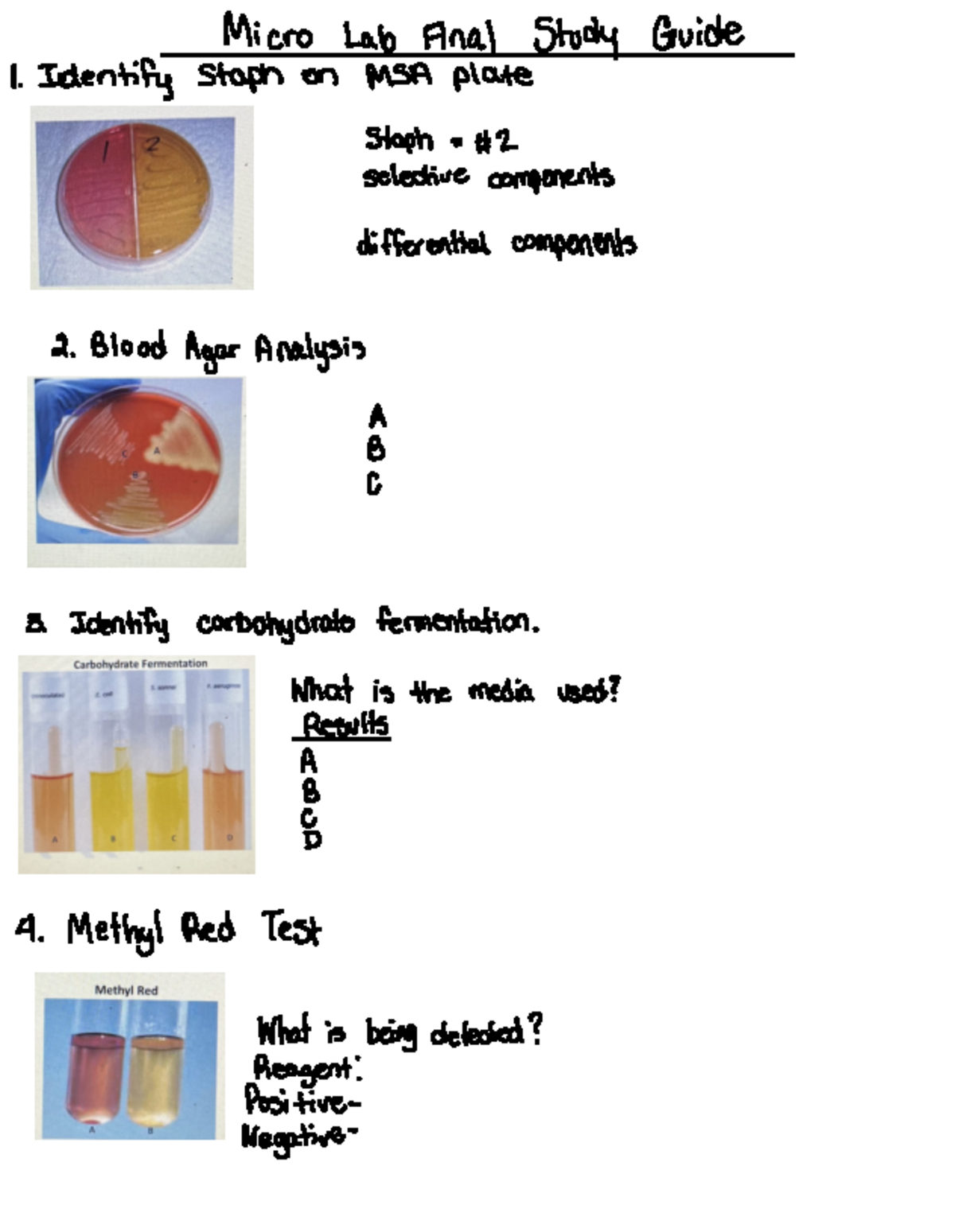 Micro Final Study Guide - Micro Lab Final Study Guide 1. Identify staph ...