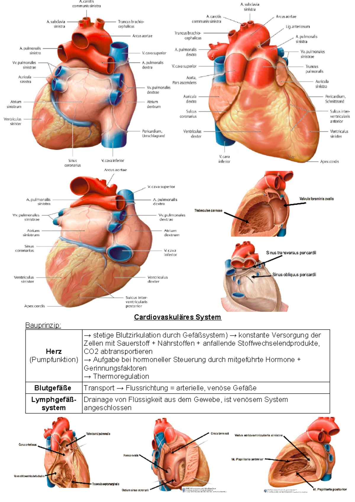 Herz Und Blutgefasse Anatomie Uni Tuebingen Studocu