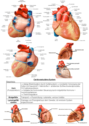 Herz Und Blutgefasse Anatomie Uni Tuebingen Studocu