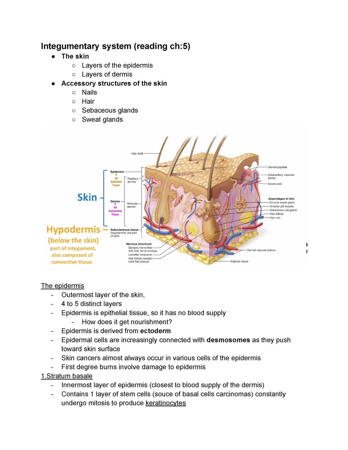 anatomy-ch-5-ch-5-integumentary-system-reading-ch-5-the-skin-layers-of-the-epidermis-studocu