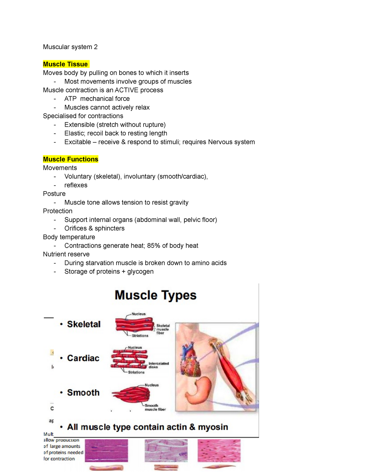 Muscular system - Lecture notes all - Muscular system 2 Muscle Tissue ...