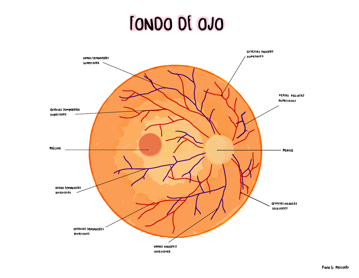 Anatomía Del Ojo Fondo De Ojo Y Segmentos Oftalmología Fondo De Ojo · E R R E 1294