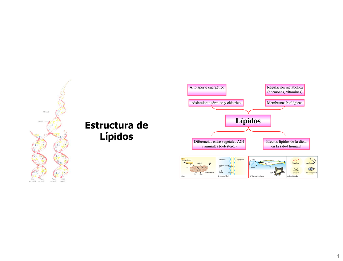 Estructura De Lipidos Estructura De LÌpidos Lípidos Alto Aporte Energético Regulación 2531