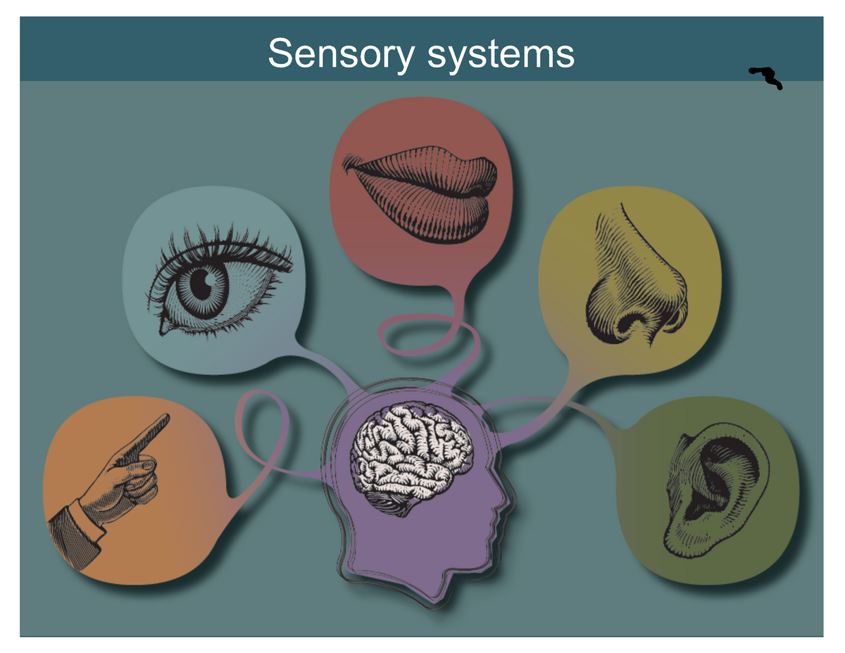 Lecture 12 2017 with notes - Sensory systems Sensation begins with ...