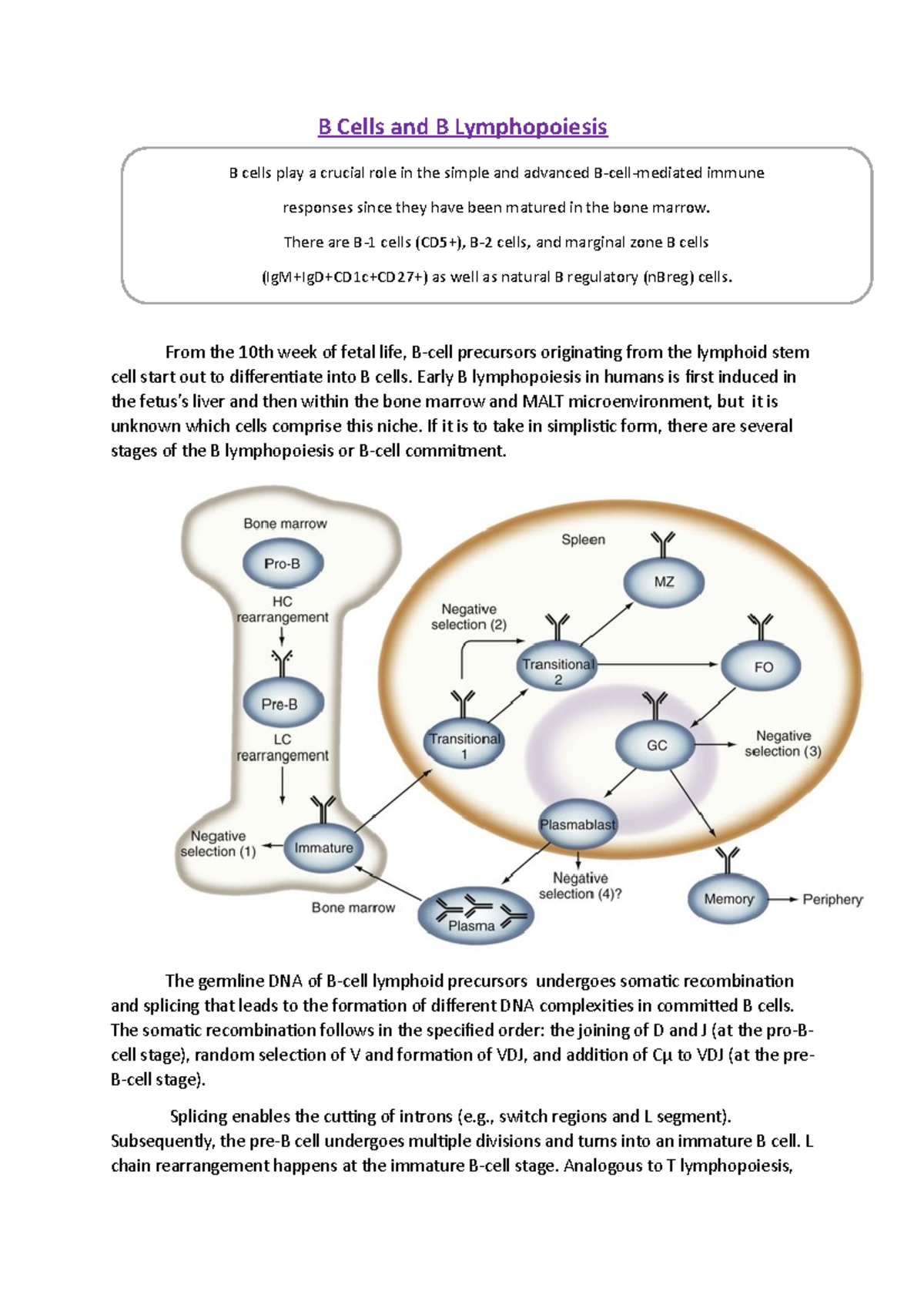 B Cells And B Lymphopoiesis - Early B Lymphopoiesis In Humans Is First ...