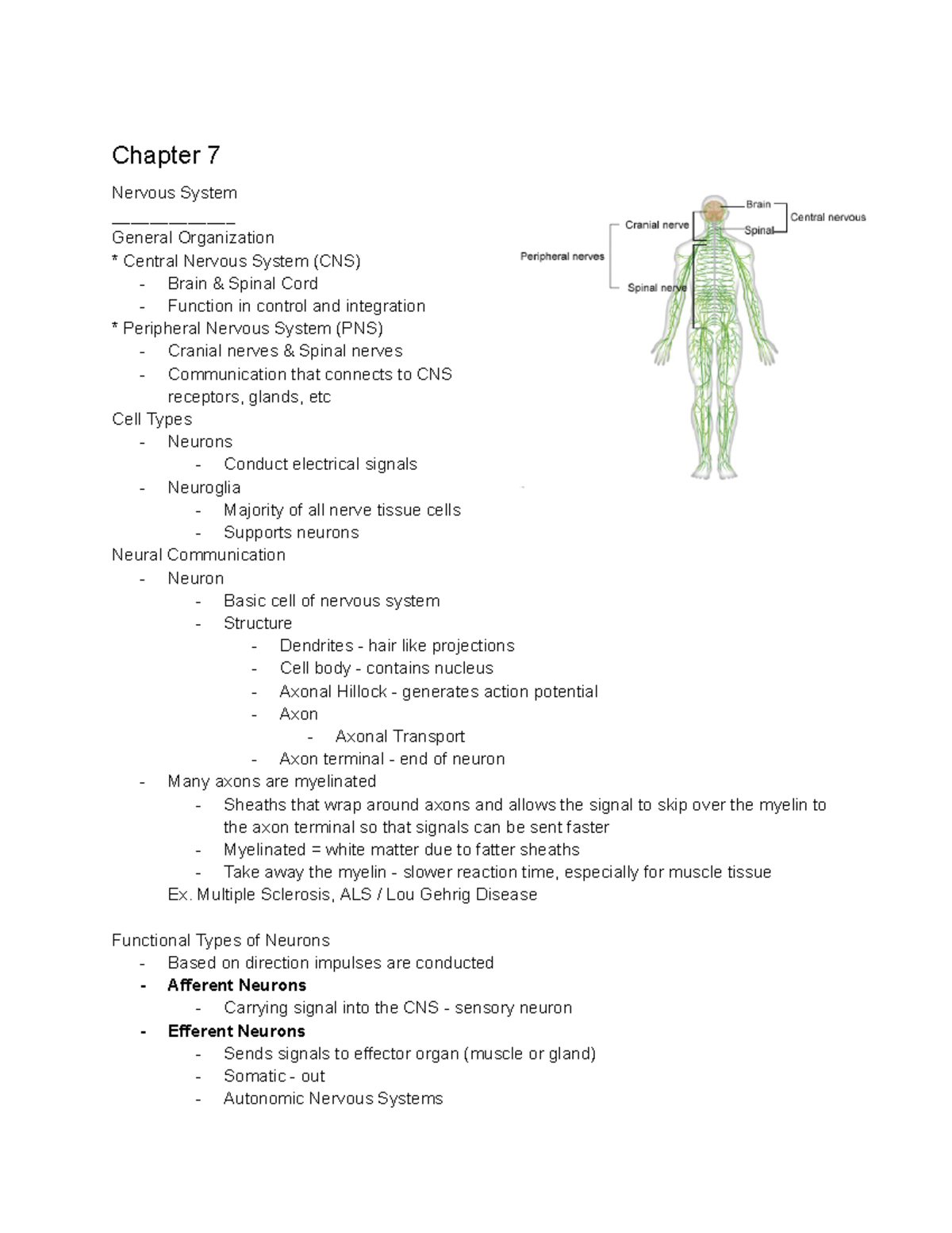 Chapters 7-9 - Chapter 7 Nervous System General Organization Central ...