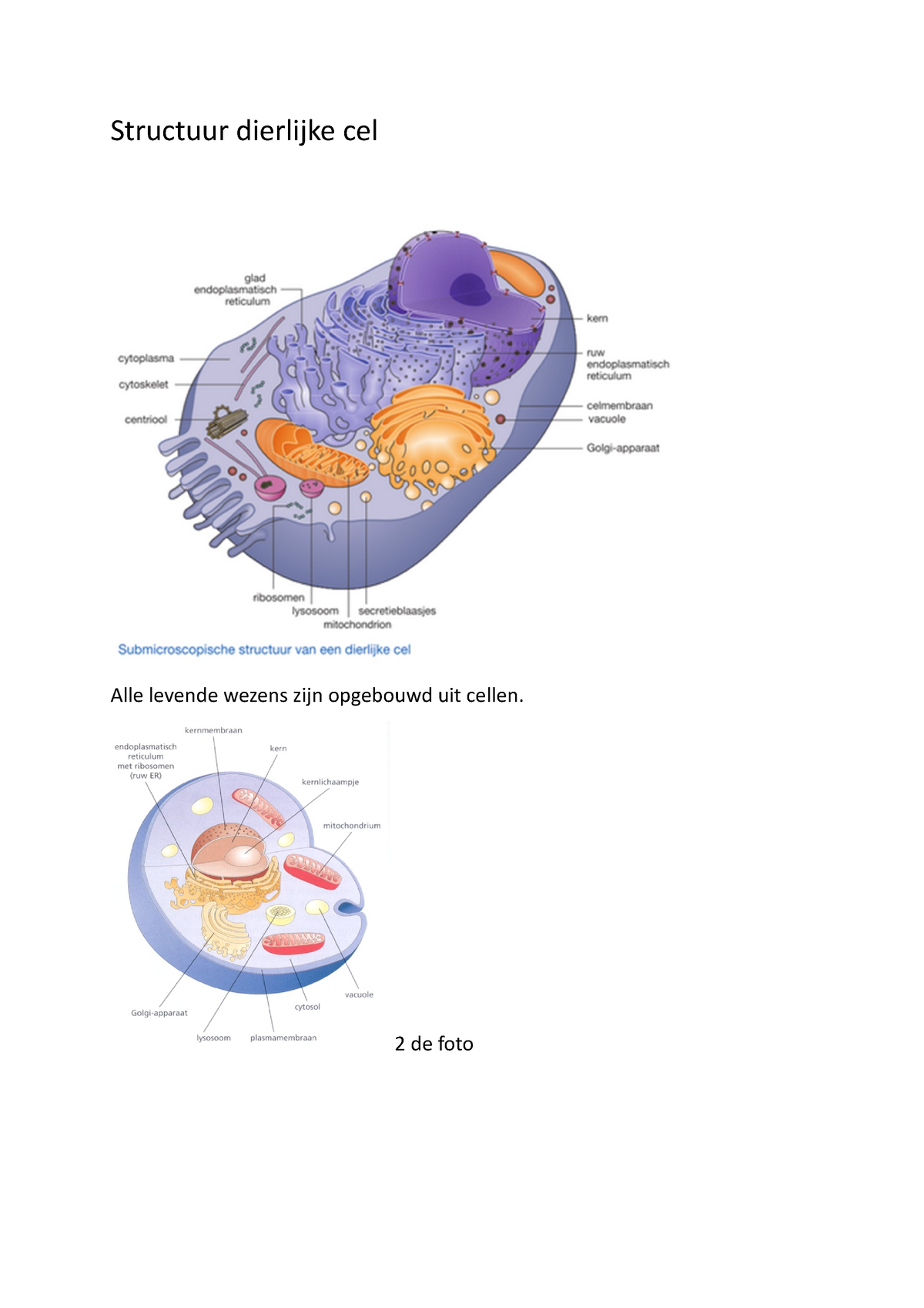 Samenvatting Nw Juni - Structuur Dierlijke Cel Alle Levende Wezens Zijn ...