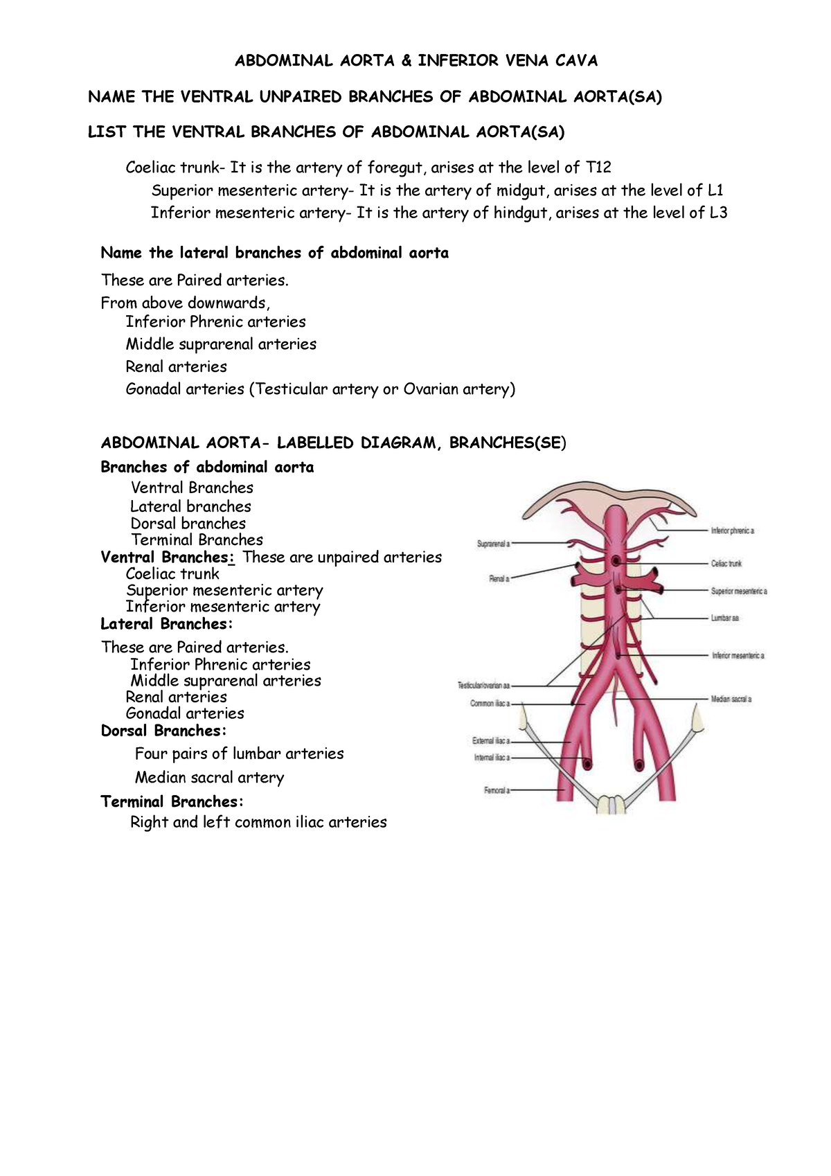 11. Posterior Abdominal WALL - ABDOMINAL AORTA & INFERIOR VENA CAVA ...