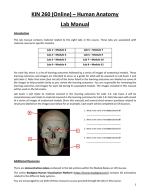 KIN 260 Human Anatomy - UR - StuDocu