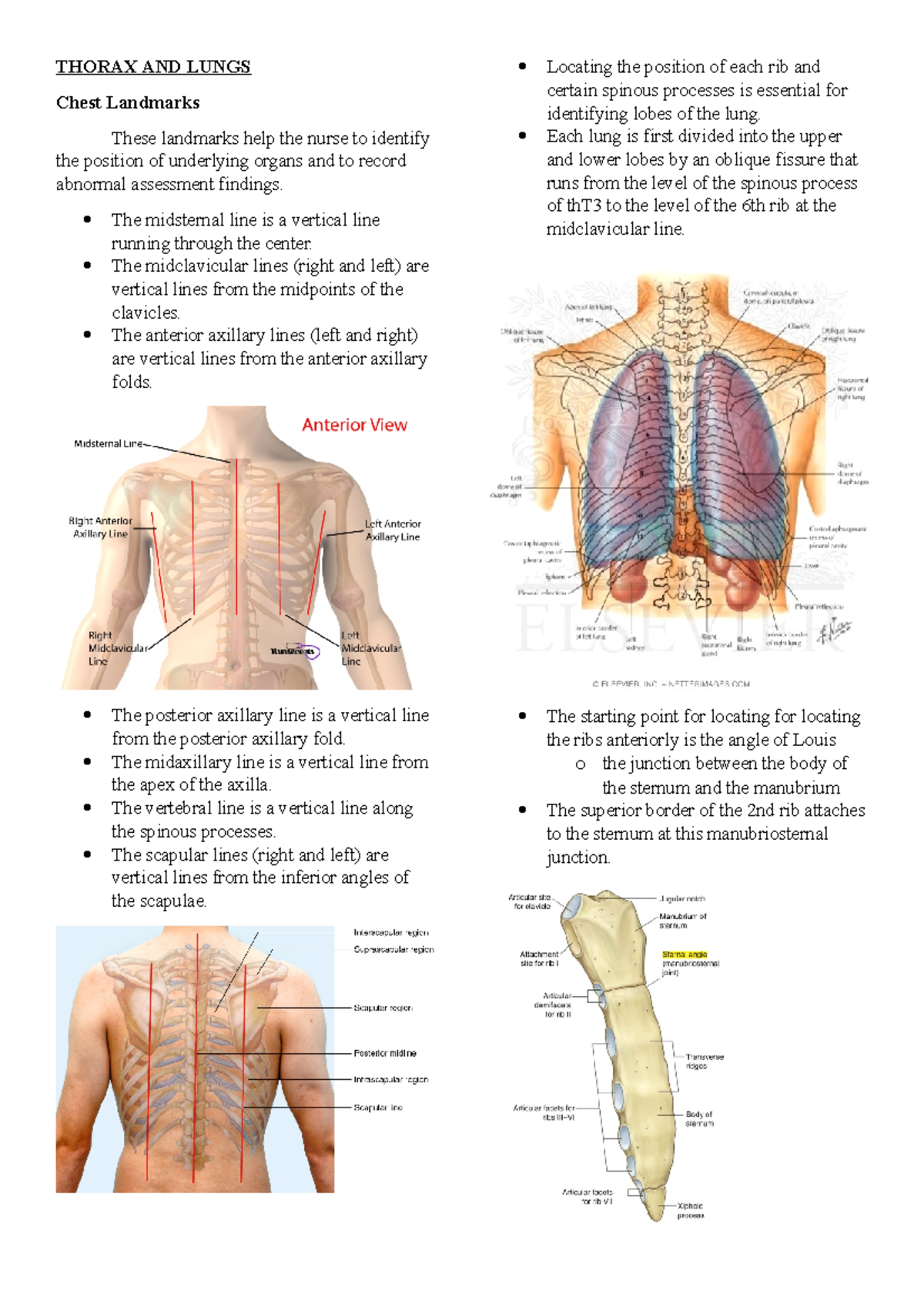 ThoraxAND Lungs THORAX AND LUNGS Chest Landmarks These landmarks
