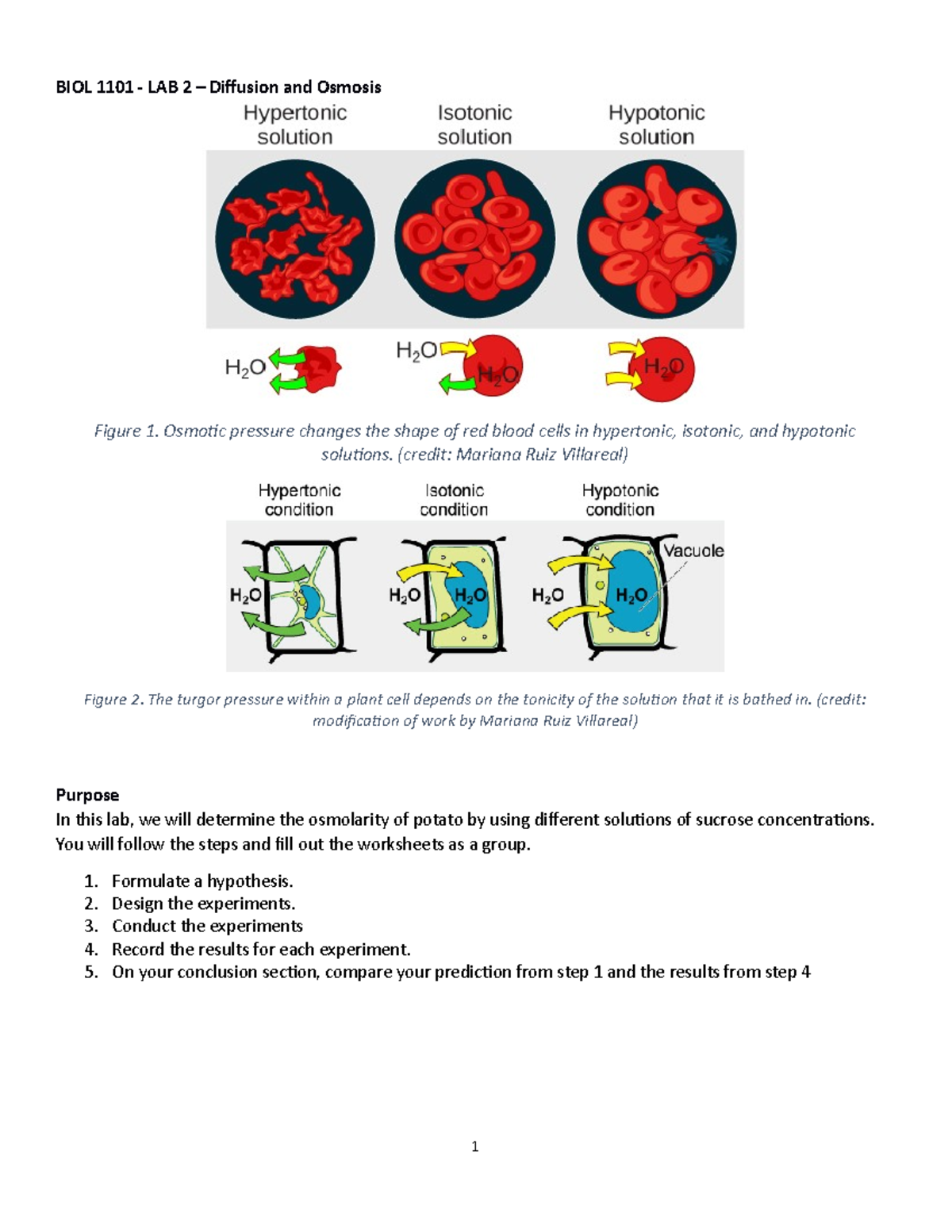 Lab 2 Osmosis 1 BIOL 1101 LAB 2 Diffusion and Osmosis Figure 1