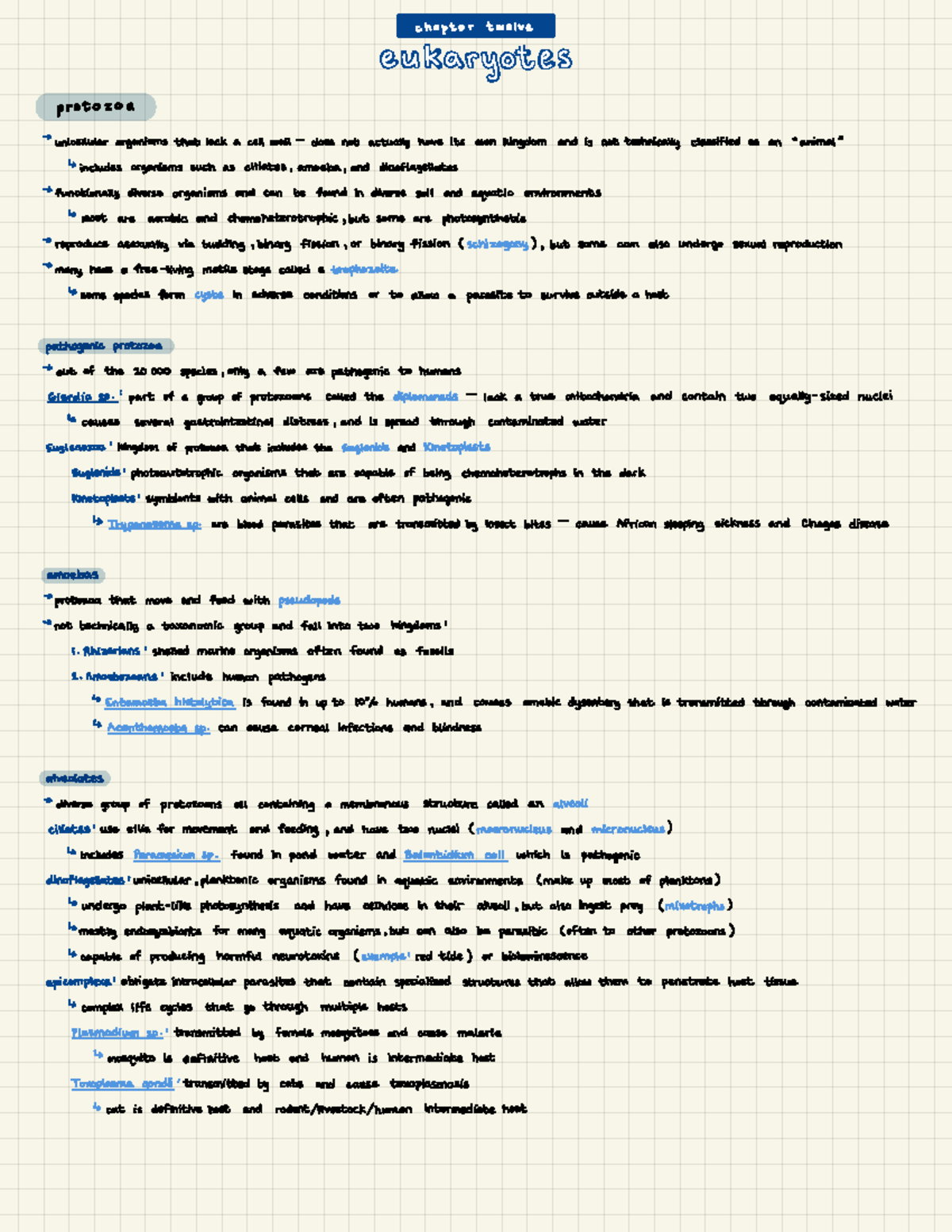 H) Chapter 12- Eukaryotes -TFptertweve Eukaryotes Protozoa → ...