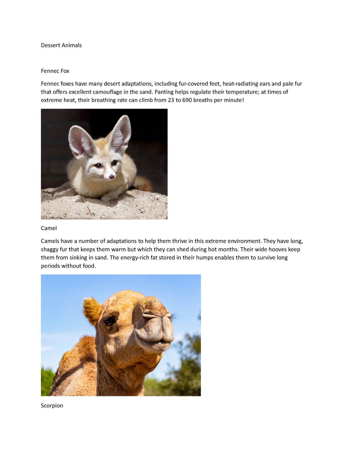 Dessert Animals - thank you - Dessert Animals Fennec Fox Fennec foxes