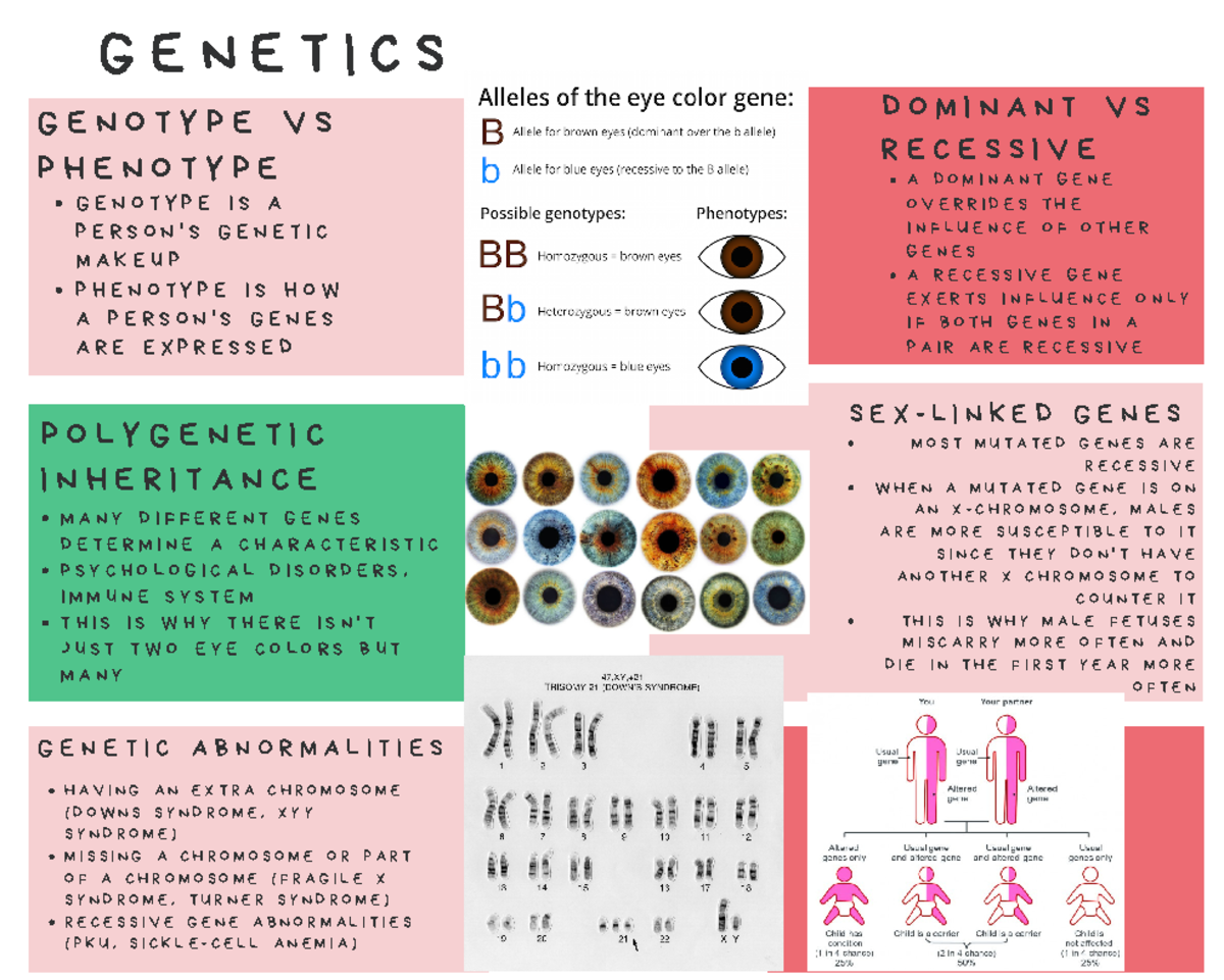 Genetics - Lecture notes 2 - G E N E T I C S G E N O T Y P E V S P H E ...