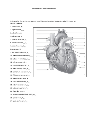 1a Anatomy of the Visual System - Accessory structures Product Lacrimal ...