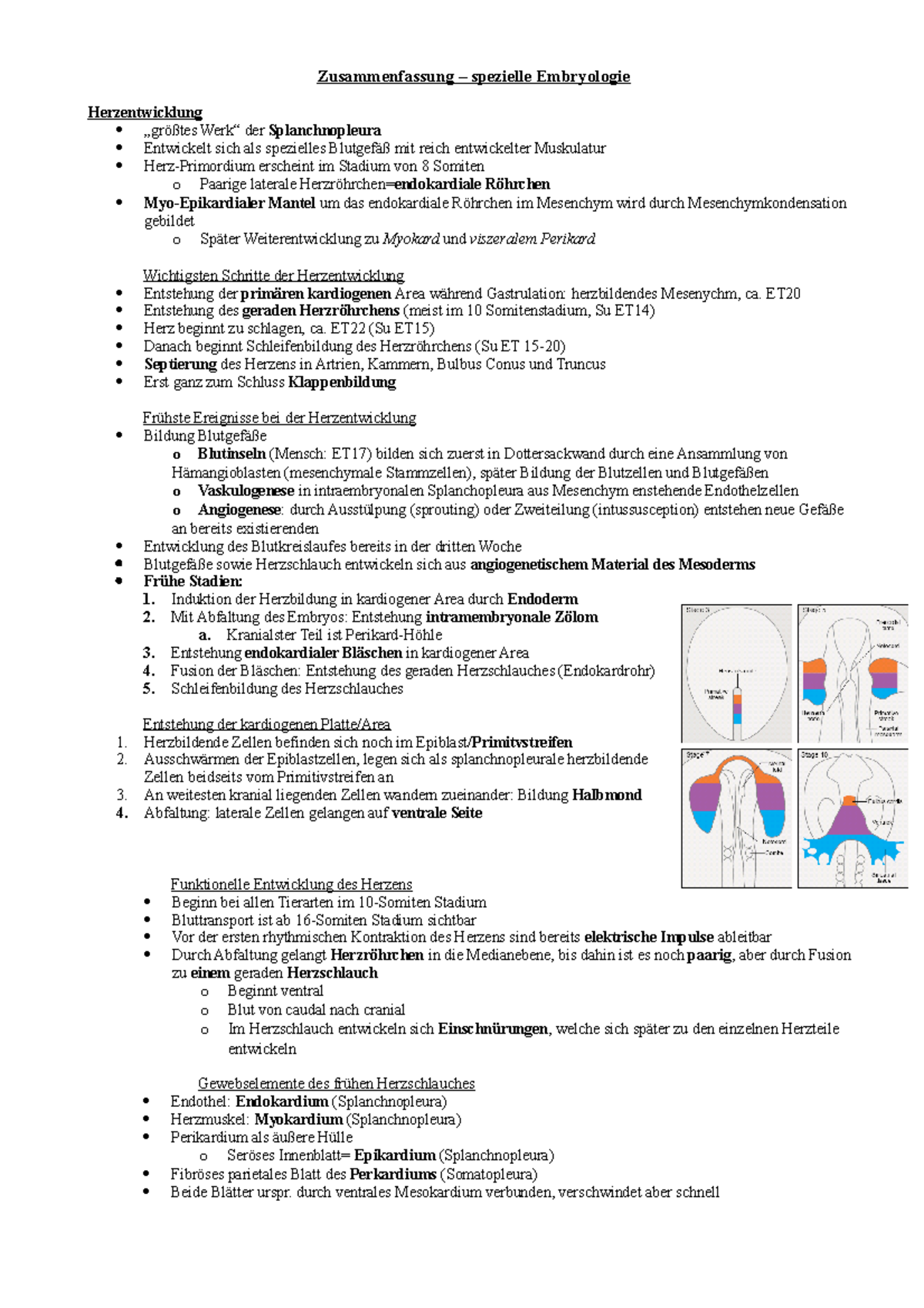 Zusammenfassung Embryo - Zusammenfassung – Spezielle Embryologie ...