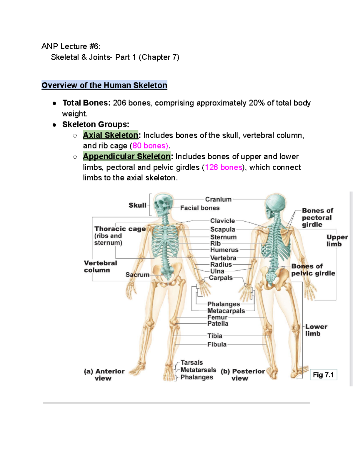 ANP 1111 Lecture #6 - ANP Lecture #6: Skeletal & Joints- Part 1 ...
