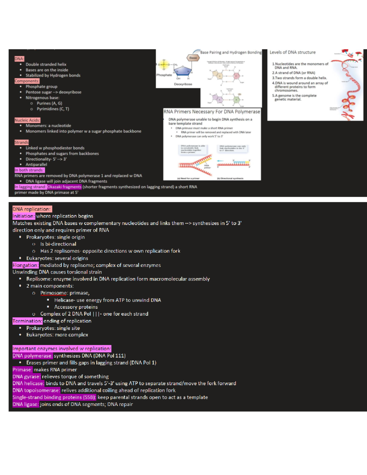 Biology 113 Genetic - Lecture Notes On The DNA Replication Including ...