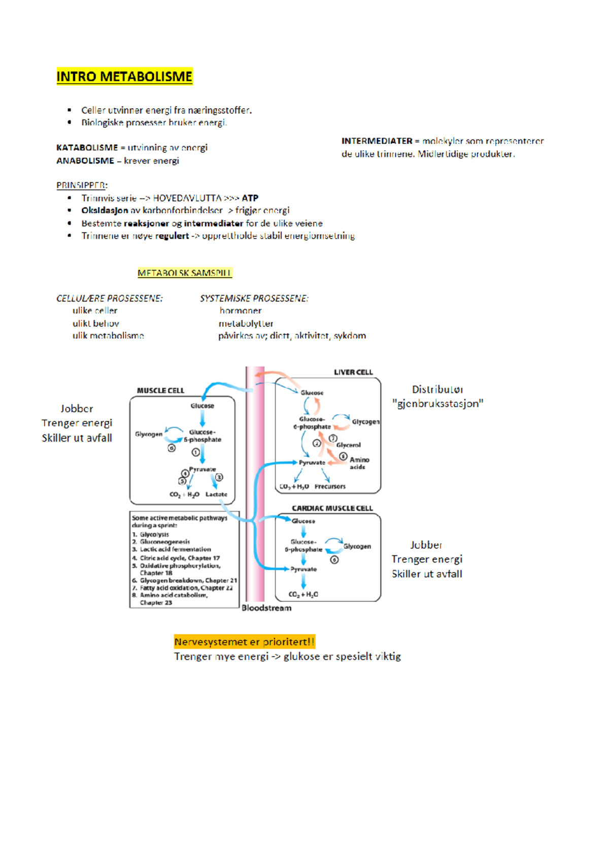 OPPS. 01 - Intro - MEDOD 2 - Pyruvat Dehydrogenase TCA-SYKLUSEN - Studocu